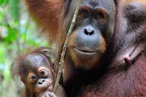 The Orangutan Project Marks International Day of Forests by Calling Attention to Sumatra Protection Efforts