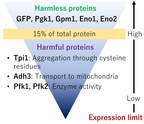 Okayama University Research: Estimating Appropriate Protein Intake