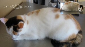 Cat Only Boarding &amp; Grooming Business Opens in Hamilton