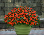 Grow Impatiens In Gardens Again With Confidence