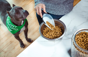 3 Tips to Safely and Comfortably Switch Your Dog's Diet