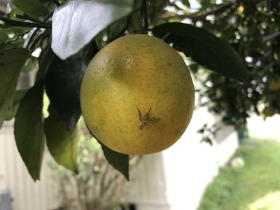 The Mexican Fruit Fly threatens citrus