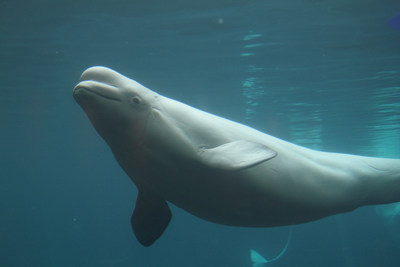 Belugas are currently listed as a species of special concern. This means the species lives in the wild in Ontario, is not endangered or threatened, but may become threatened or endangered due to a combination of biological characteristics and identified threats. (CNW Group/Ontario Nature)