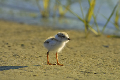 Piping plover chick. Piping plovers are currently listed as endangered in Ontario. This means they are facing imminent extinction or extirpation. (CNW Group/Ontario Nature)