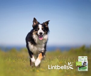 Introducing Lintbells: UK's #1 Vet Recommended Dog Joint Supplement Company Launches in the USA