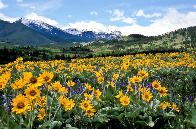 Bask in the vibrant blossoms of spring wildflowers in Montana. (Photo Courtesy: Visit Montana)