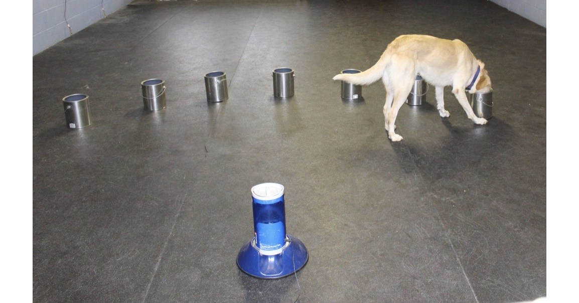 Dogs Prove There Is A Scent Associated To Epileptic Seizures