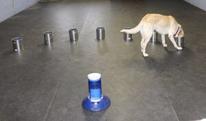 Dogs Prove There is a Scent Associated to Epileptic Seizures