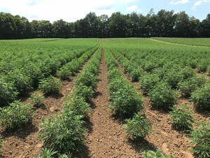 HempLogic™ Announces Availability of over 10,000 Acres of high CBD Clones, Seedlings and Planting Seeds