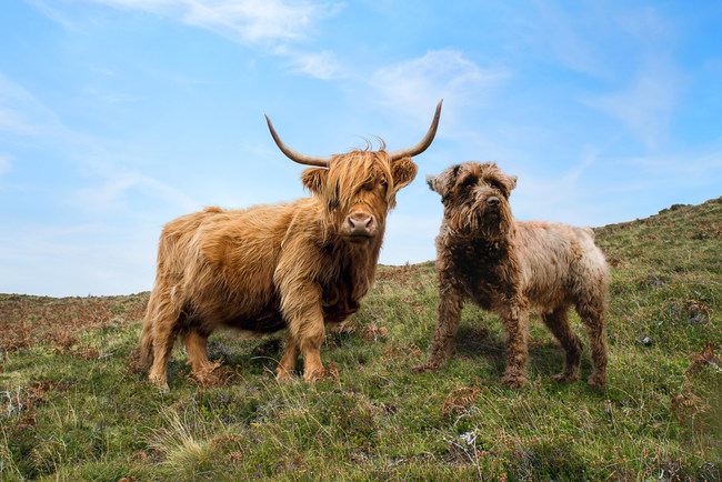 A micro-version of the mini cow Dexter, a heritage breed native to Ireland.