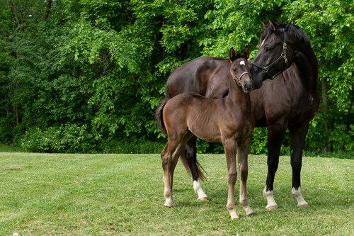 The Royal Canadian Mounted Police (RCMP) needs your help naming foals. (CNW Group/Royal Canadian Mounted Police)