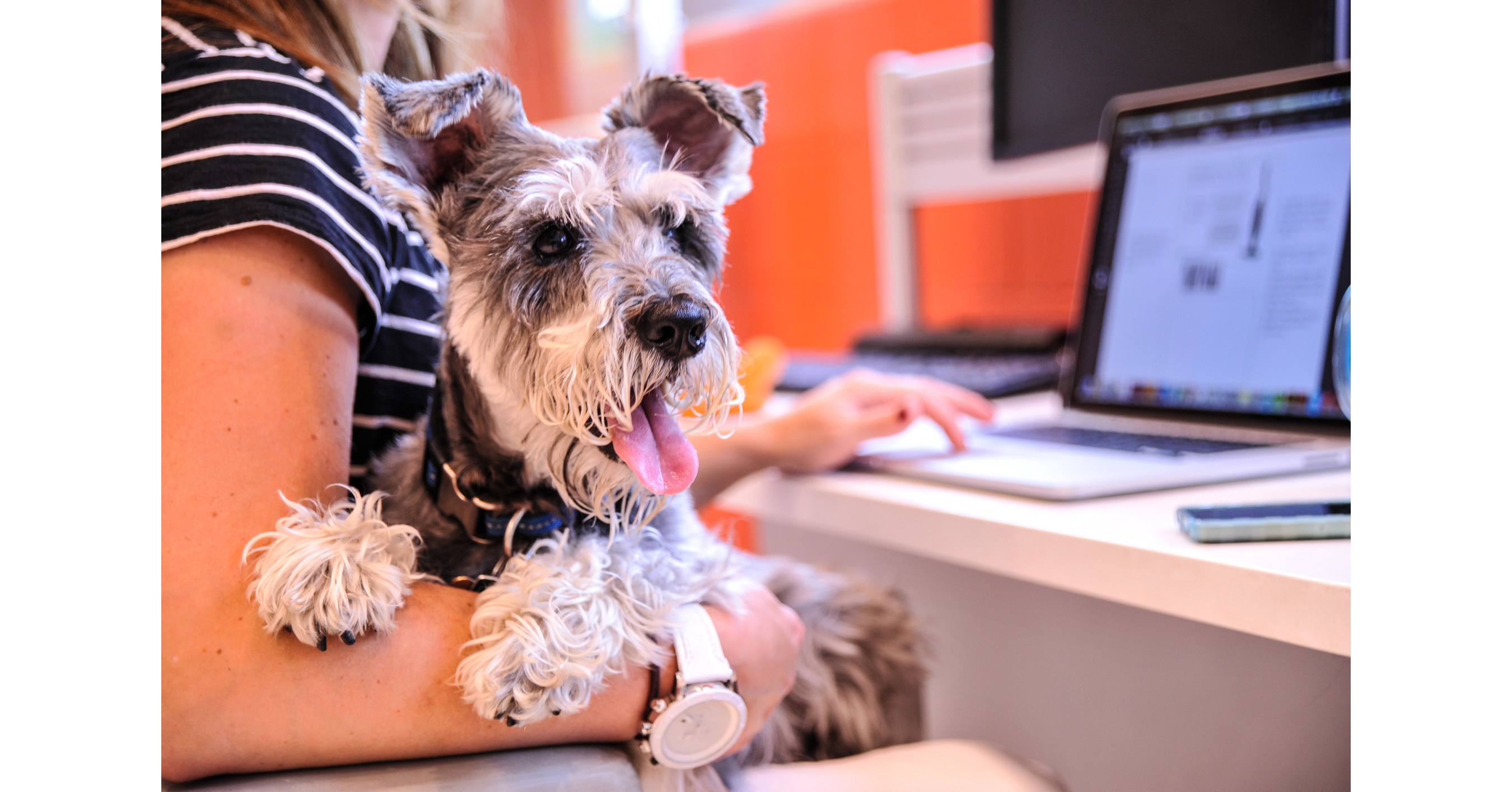 Pet-friendly офис. Take your Dog to work Day. Фото люди и домашние животные работают. Собака pdf пет френдли офис Марс. Pet pdf