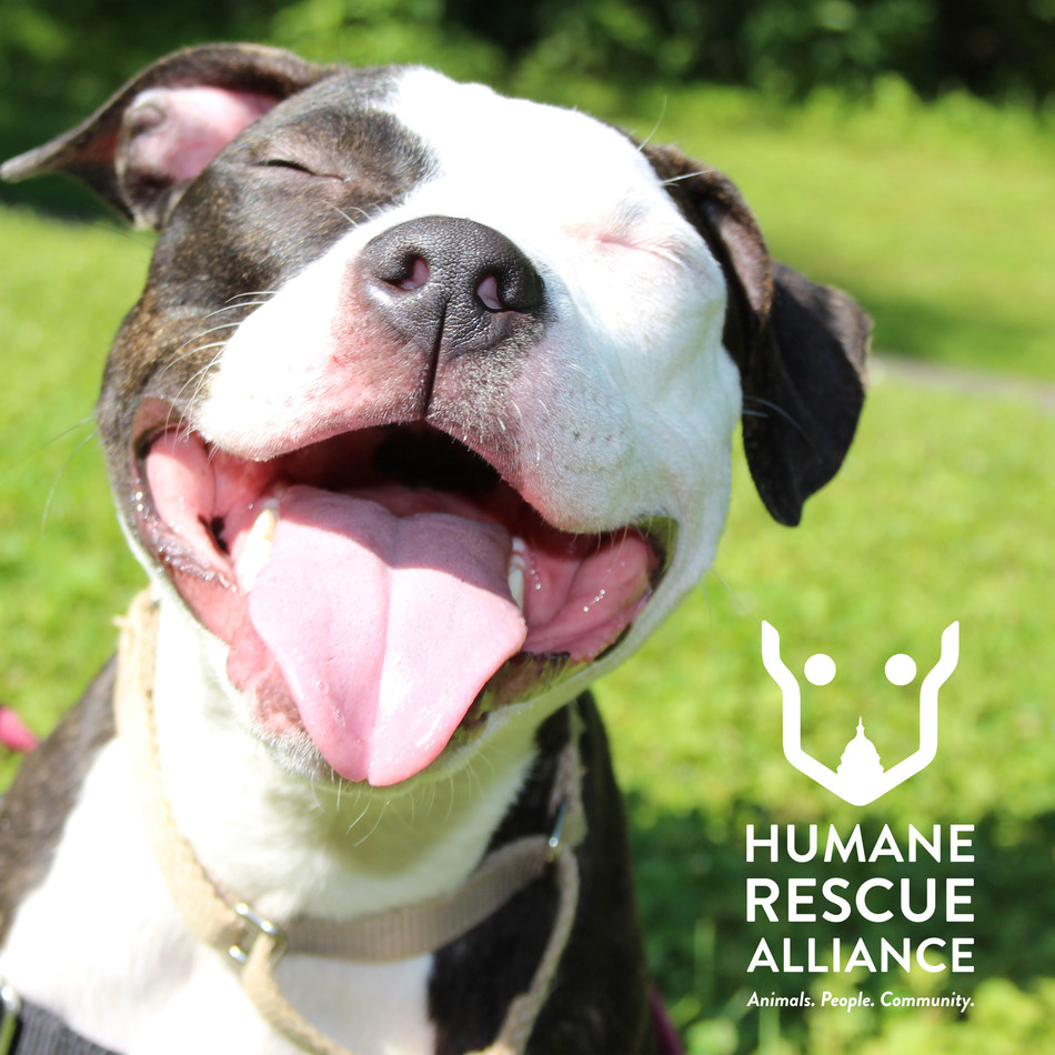 Subaru Partners with Humane Rescue Alliance to Help Pets Find Loving Homes at the 2019 Washington Auto Show.