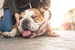 4 Ways Pets Make Humans Better