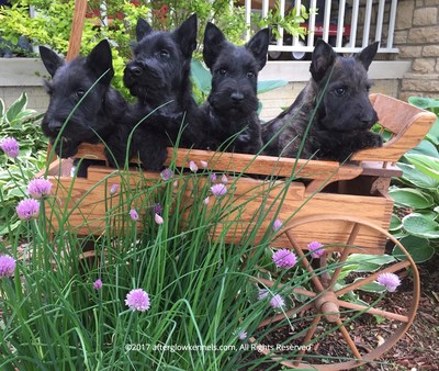 Four of Afterglow's Scottish Terrier puppies at home in Granville, Ohio