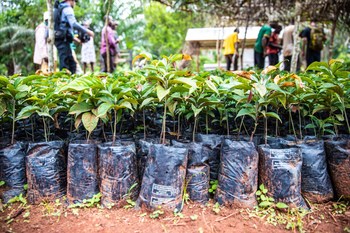 Dozens of Ebony seedlings await planting in Cameroon's Congo Basin rainforest as part of Taylor Guitars - The Ebony Project. Photo credit: Chris Sorenson/Taylor Guitars.