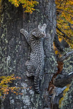 Extremely Rare Wildcats Spotted in Patagonia