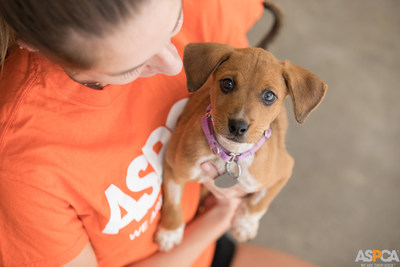 Subaru Partners with the ASPCA (American Society for the Prevention of Cruelty to Animals) to Help Pets Find Loving Homes at the 2019 New York International Auto Show