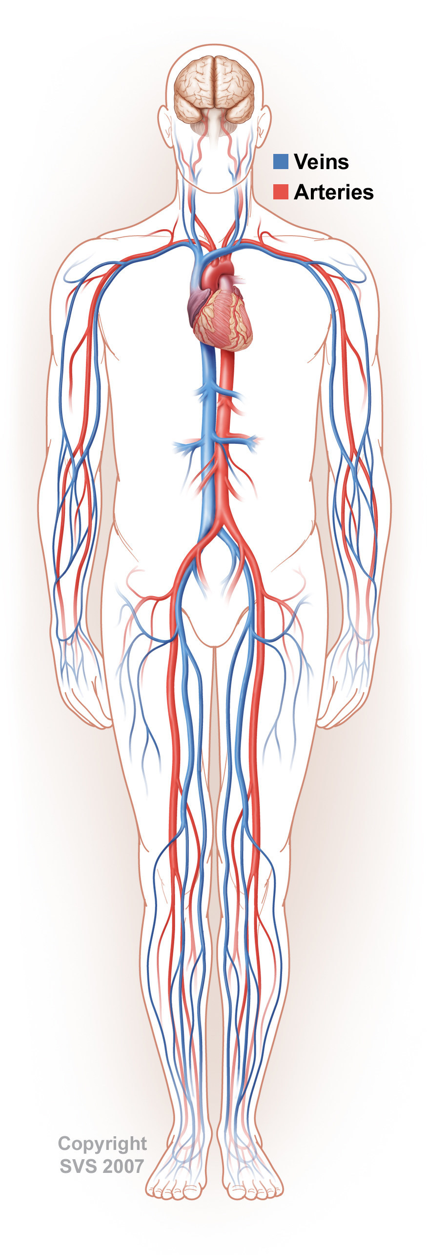 What vascular surgeons wish patients knew about their circulation