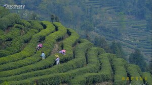 China High-End Green Tea Leading Brand Zhuyeqing Works with Discovery to Launch the Documentary "Source of Green Tea in the World"