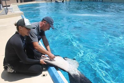 Michelle Bridwell (left) and Dr. Hendrik Nollens take a blood sample from the underside of a whale's tail at SeaWorld in San Diego, California.