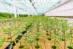 Flower One Provides Corporate Update Including Planting Update of the Largest Cultivation Facility in Nevada