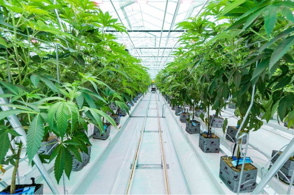 Flower Zone One fully canopied. Image taken on April 16, 2019. (CNW Group/Flower One Holdings Inc.)