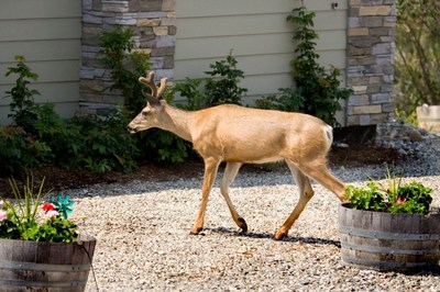 When you see deer outside, its probable ticks hitched a ride and will stay behind when the deer move on