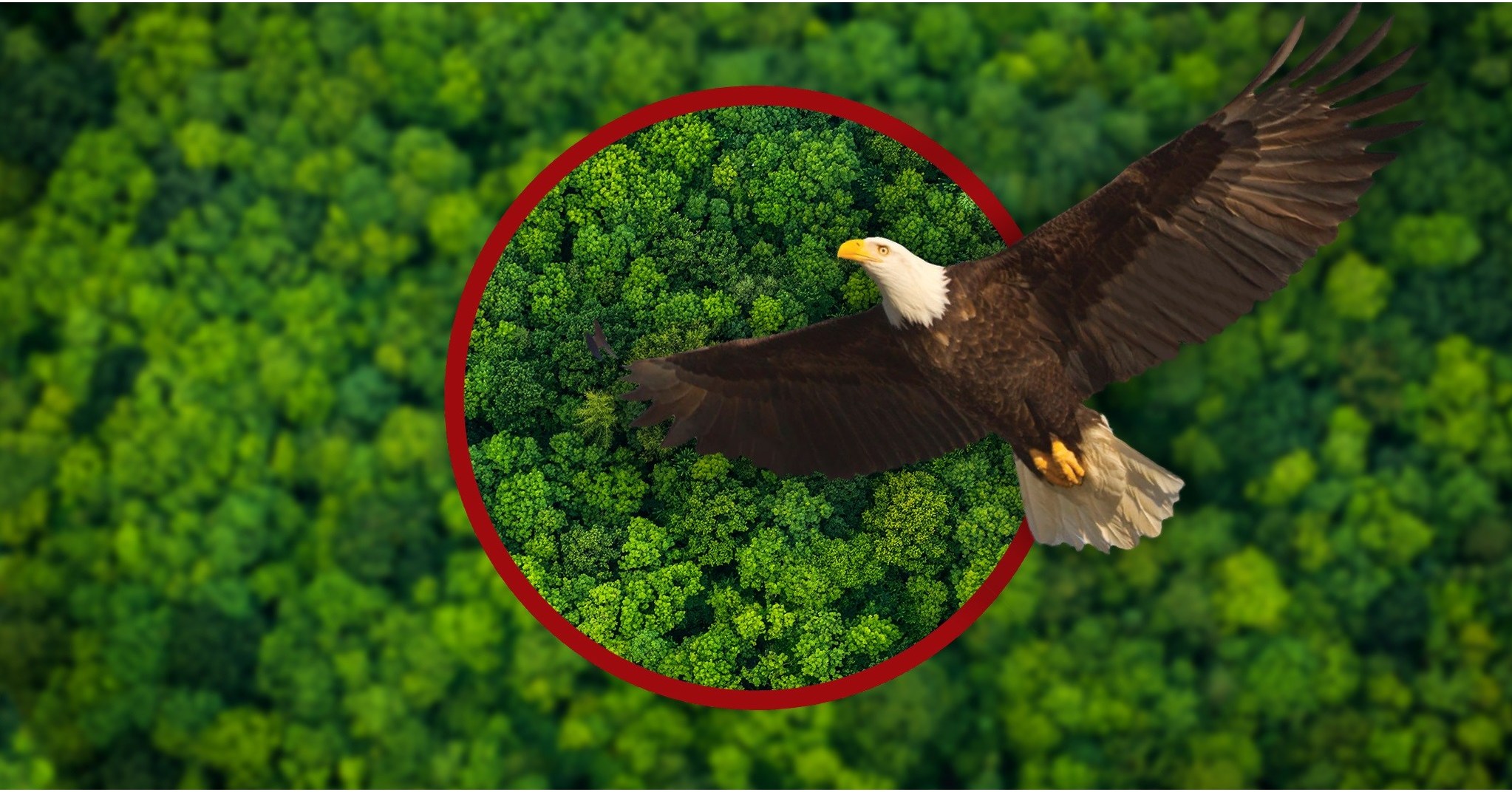 What Do Eagle Vision Mean