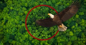 AstaPure®-EyeQ - Natural Astaxanthin Inspired by the Eagle Vision