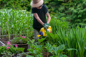 Minimize The Need to Weed Naturally With Preen Natural Vegetable Garden Weed Preventer