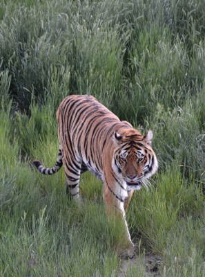 Rescued Tiger in large-acreage habitat.