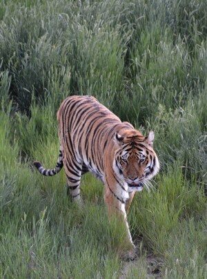 Colorado's Wild Animal Sanctuary Named "2019 TOP-RATED NONPROFIT" by GreatNonprofits