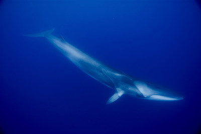 Fin Whale © Wade Hughes (CNW Group/Committee on the Status of Endangered Wildlife in Canada)