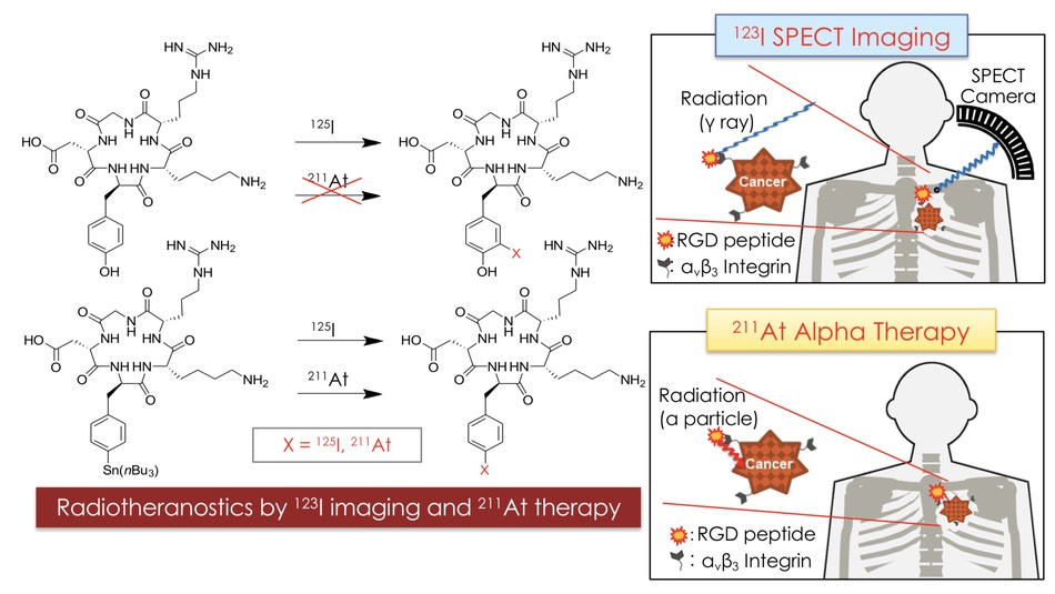 Kanazawa University Research: Radioisotope Couple for Tumor Diagnosis ...