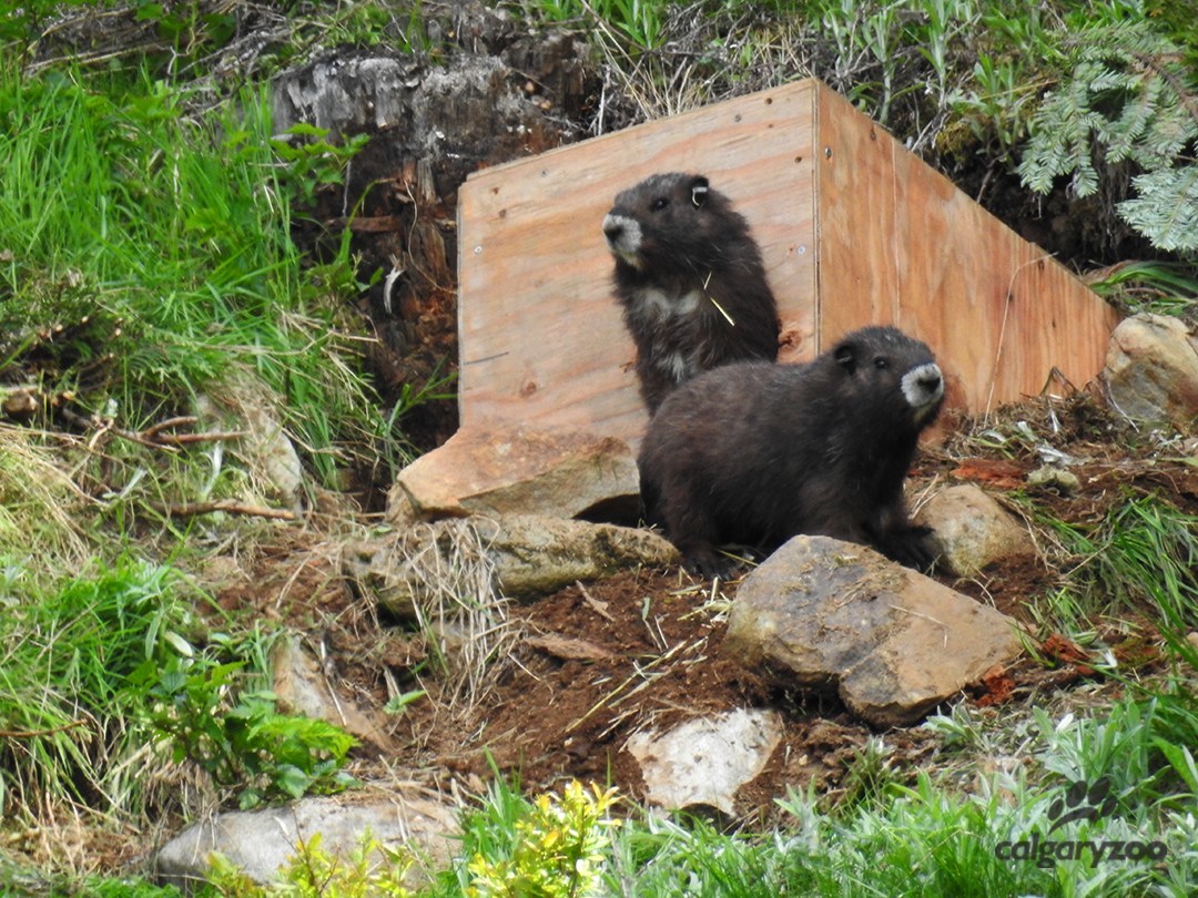 Future Of The Vancouver Island Marmot Looks Brighter Thanks To New