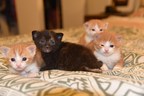 Kitten Season Sweeps the US, Creating a Tremendous Need for Life-Saving Foster Homes
