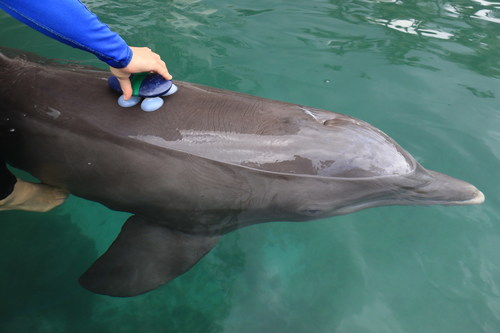 Dolphin Quest dolphin stops to pick up his data logger. If the suction cups detach, the dolphin will often pick up the data logger and bring it back to the scientists.