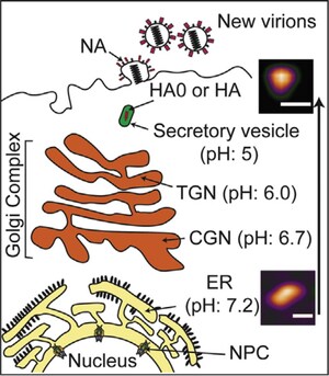 Kanazawa University Research: Virulence Factor of the Influenza A Virus Mapped in Real-time