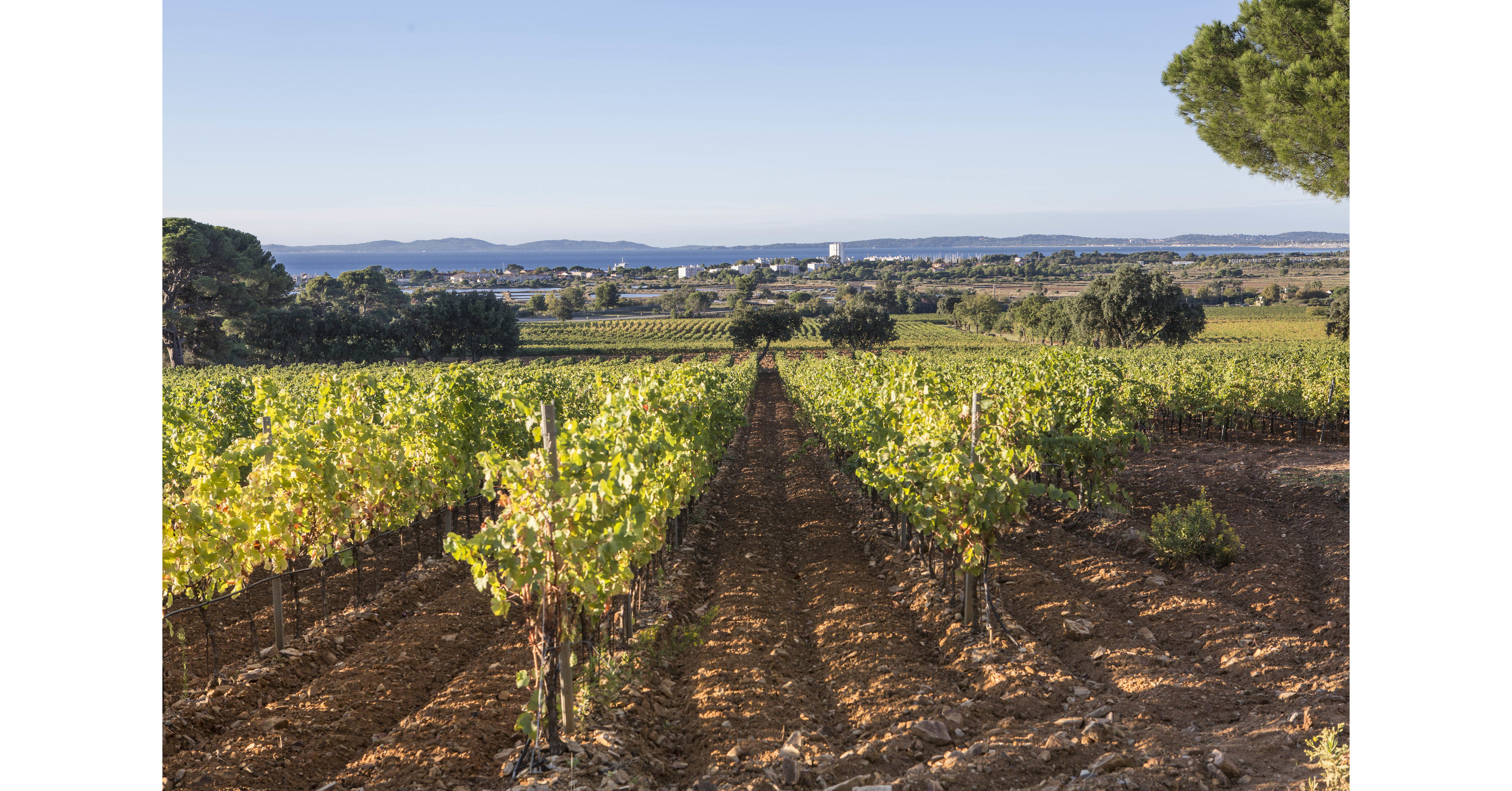 Discover wines from Chateau Galoupet