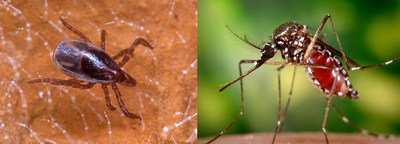 Between 2004 and 2016, reported human disease cases in the U.S. resulting from bites from arthropods?primarily ticks and mosquitoes?tripled, according to the U.S. Centers for Disease Control and Prevention. (Photo credits: [Tick] Scott Bauer, USDA Agricultural Research Service, Bugwood.org; [Mosquito] James Gathany, CDC Public Health Image Library)