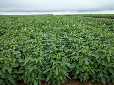 Embrapa will Leverage and Enrich Benson Hill’s CropOS™ Platform to Accelerate Crop Improvement Across South America
