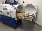 Tratamento Veterinário Revolucionário Agora Ajudando Animais De Estimação Em Portugal