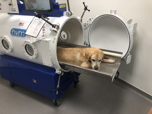 Patient getting ready for his first treatment in the veterinary hyperbaric chamber.