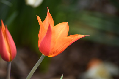 The limited edition "Liberation75" Tulip. Bulbs on sale now at wwww.liberation75.ca (CNW Group/Canadian Tulip Festival)