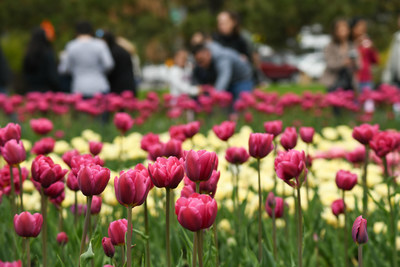 Canadian Tulip Festival draws large crowds (CNW Group/Canadian Tulip Festival)