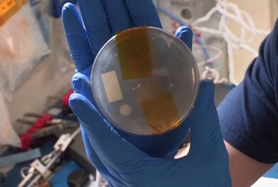 Astronaut Nick Hague holds a plate containing gene-edited yeast. Photo: NASA.