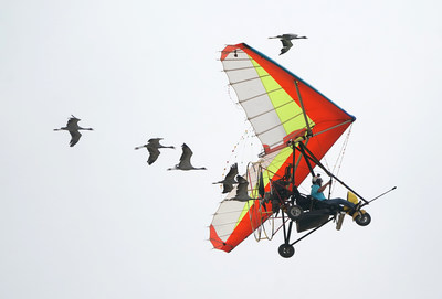 Fan Dawei, pilot of a powered glider, led the wild geese he fed while performing for the opening ceremony of WFE on May 18.