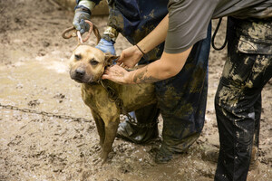 ASPCA® Assists Indiana Gaming Commission in Rescuing Nearly 600 Birds and Dogs from Animal Fighting Case