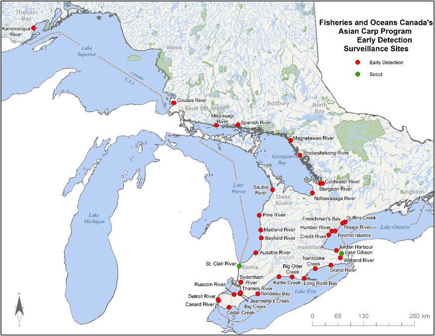 Bighead Carp – Asian Carp Canada